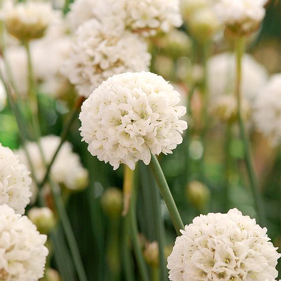 Armeria Ballerina White