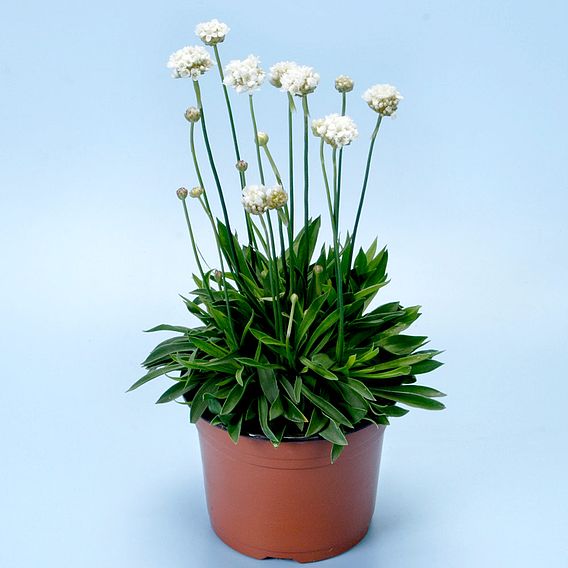 Armeria Ballerina White