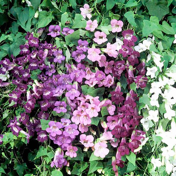 Asarina 'Formula Mix' - Seeds