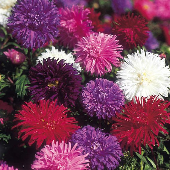 Aster 'Ostrich Plume Mix' - Seeds