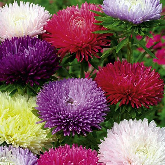 Aster 'Tall Fraggle Mix' - Seeds