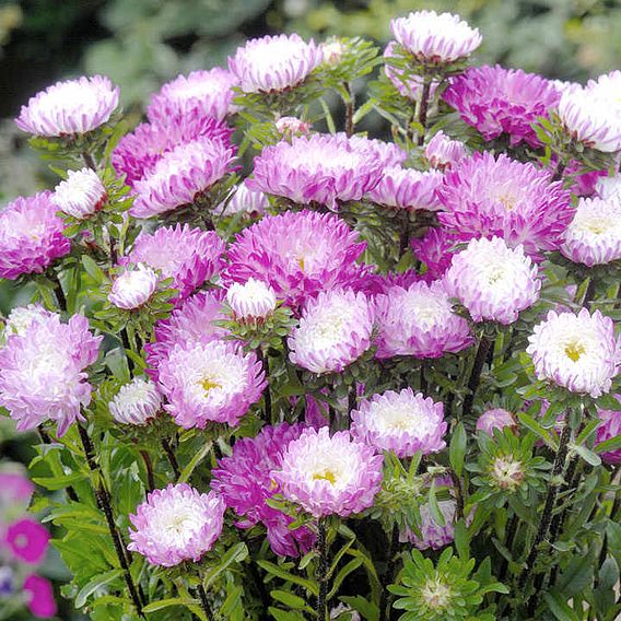 Aster 'Matsumoto Pink-Tipped White' - Seeds