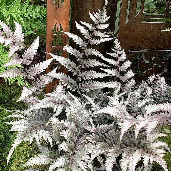 Athyrium niponicum f. metallicum