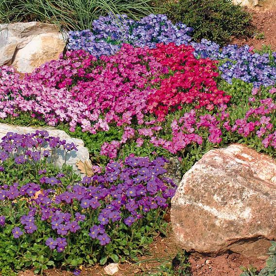 Aubrieta 'Cheeky Mix' - Seeds for Predators