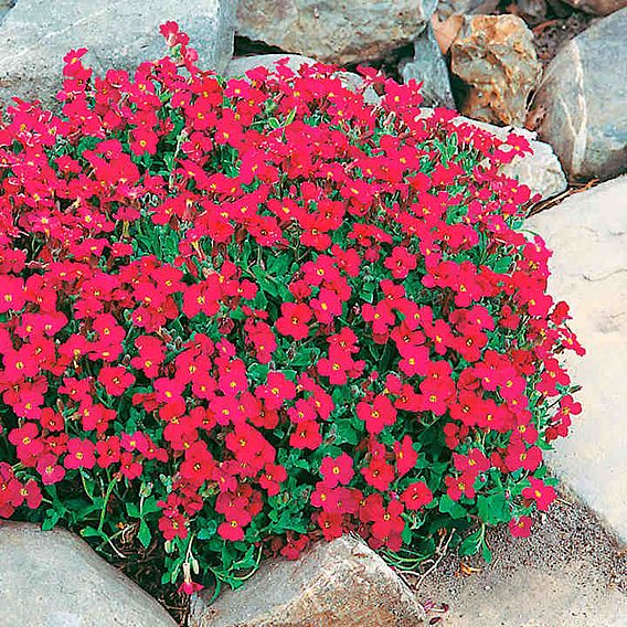 Aubrieta Seeds - Cascade Red