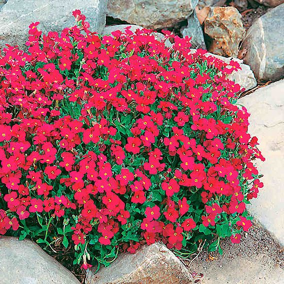 Aubrieta 'Cascade Red' - Seeds