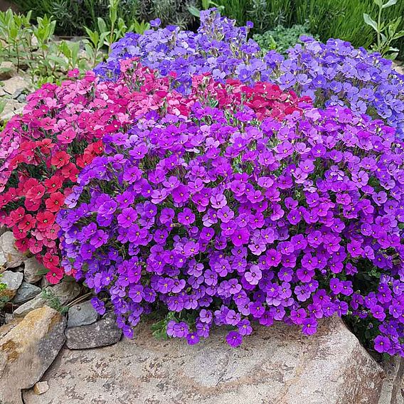 Aubrieta 'Cheeky Mix' - Seeds