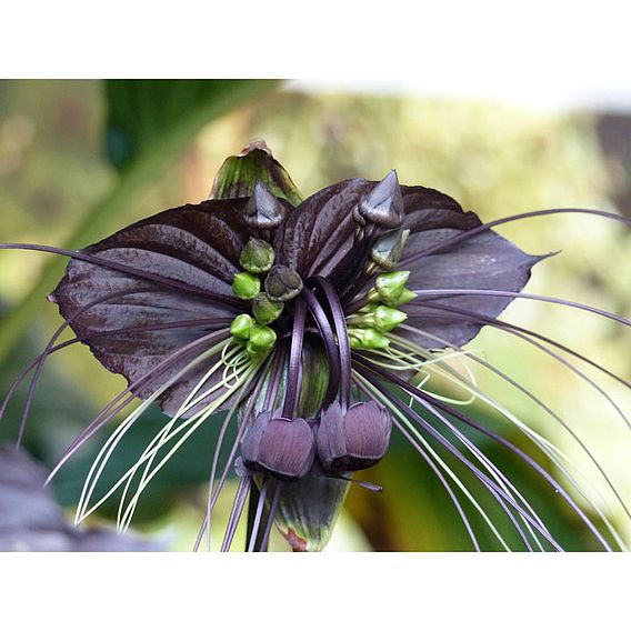 Houseplant Seeds - Bat Flower