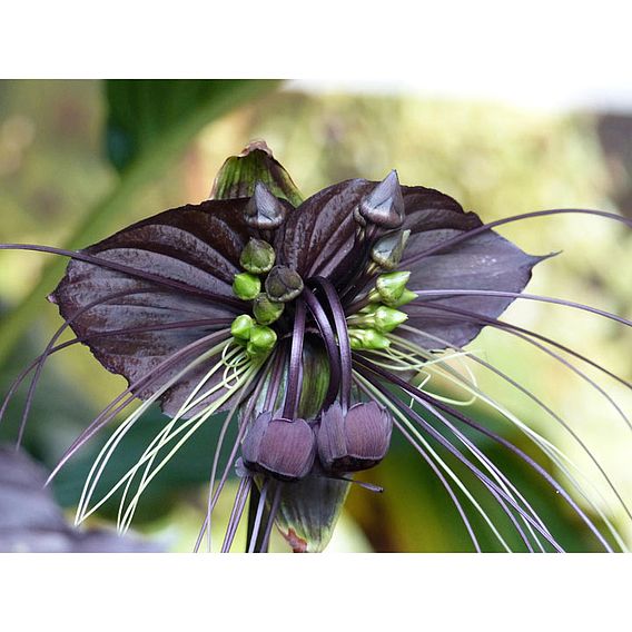 Bat Flower - Houseplant Seeds
