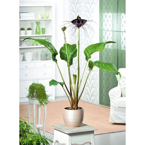 Bat Flower - Houseplant Seeds