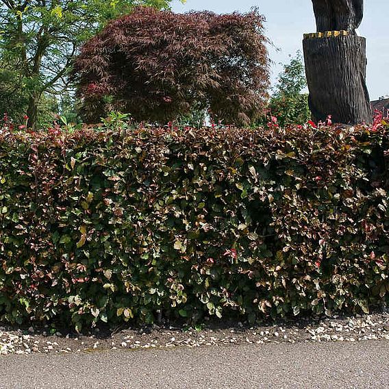 Copper Beech (Hedging)