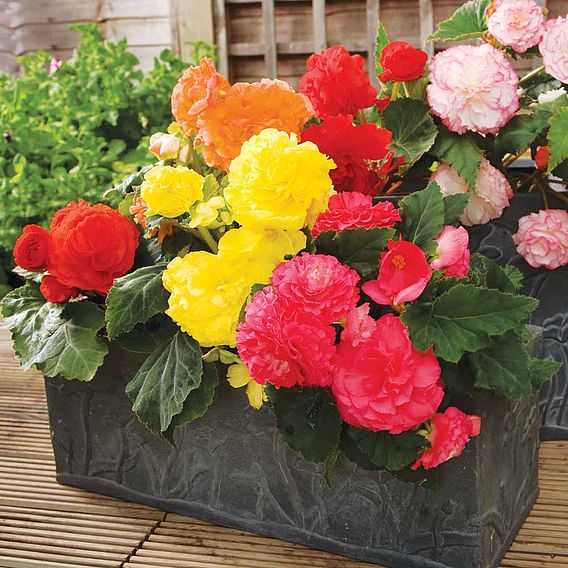 Begonia (Tuberous) F1 'Nonstop Mix' - Seeds