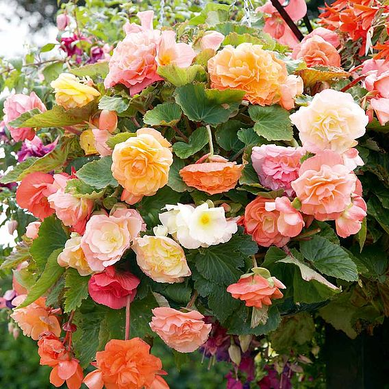 Begonia (Tuberous) 'Parisienne Trailing Mix' - Seeds