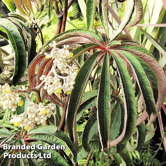 Begonia luxurians