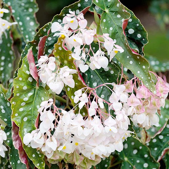 Begonia maculata 'Wightii'