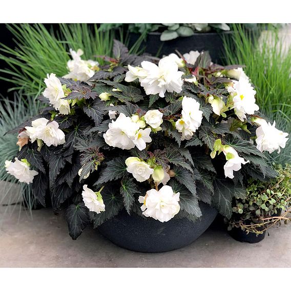 Begonia 'Nonstop Joy Mocca White'