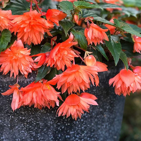 Begonia Plants - Belleconia Soft Orange