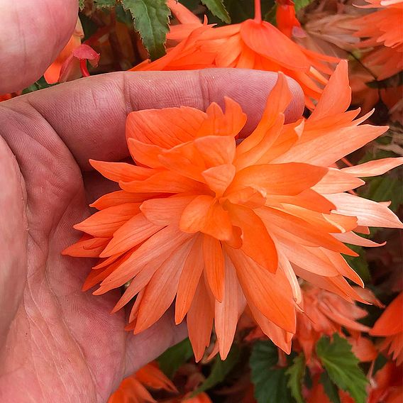 Begonia Plants - Belleconia Soft Orange