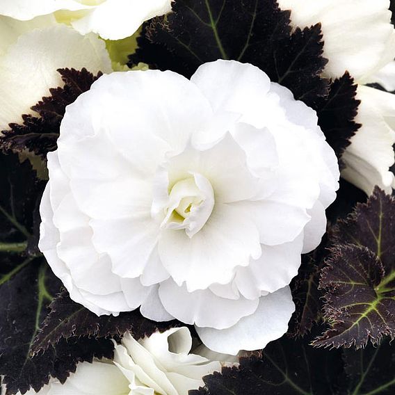 Begonia 'Nonstop Joy Mocca White'