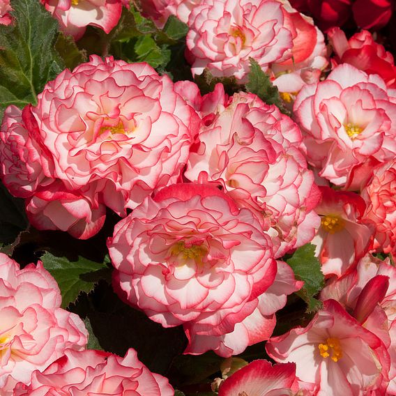 Begonia 'Nonstop Rose Petticoat'