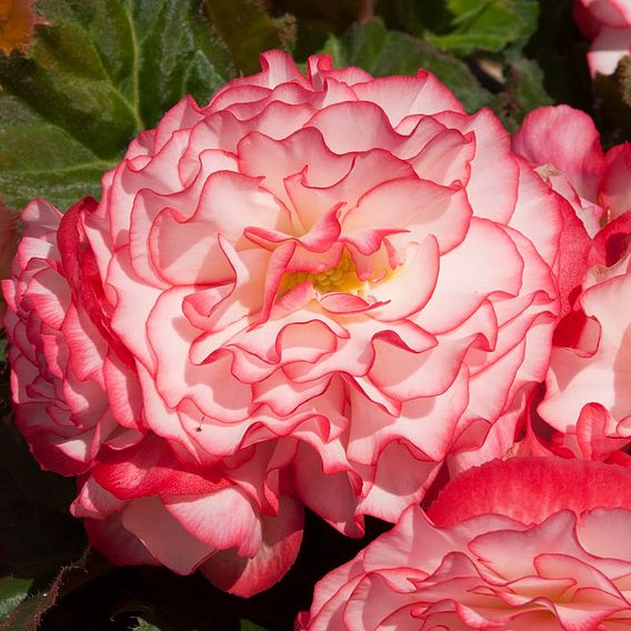 Begonia 'Nonstop Rose Petticoat'