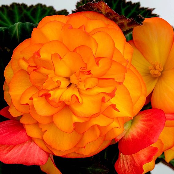 Begonia 'Nonstop Fire'