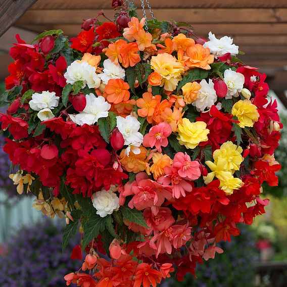 Begonia x tuberhybrida 'Illumination Mixed'