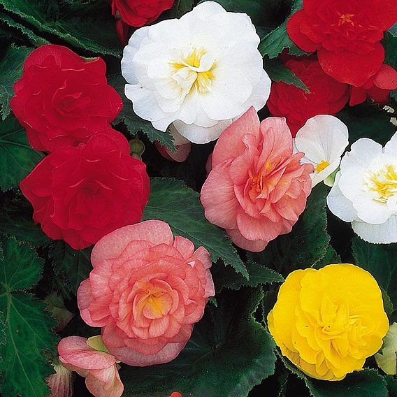 Begonia 'Nonstop Mixed' - Tubers