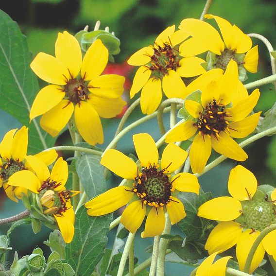 Daisy 'Berlandiera Chocolate Daisy' - Seeds