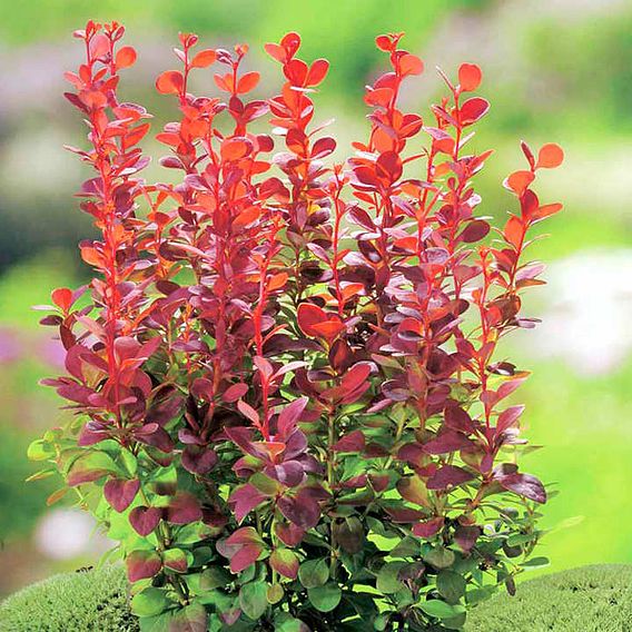 Berberis thunbergii f. atropurpurea 'Orange Rocket'