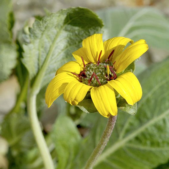 Daisy Seeds - Berlandiera Chocolate Daisy