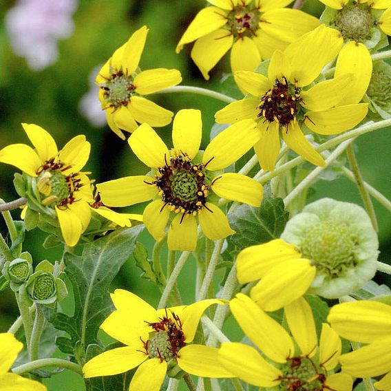 Daisy 'Berlandiera Chocolate Daisy' - Seeds