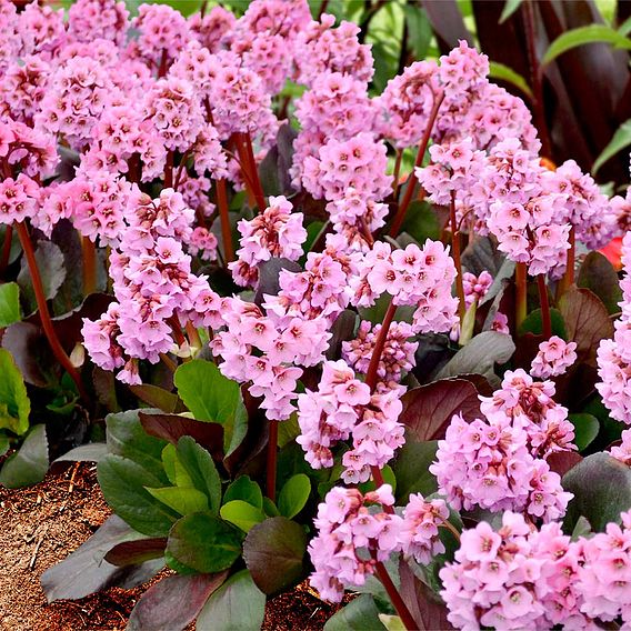 Bergenia Plants - Spring Fling