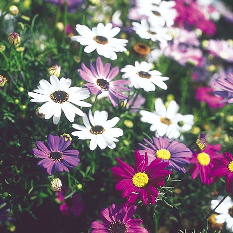 Swan River Daisy 'Bravo Mix' - Seeds