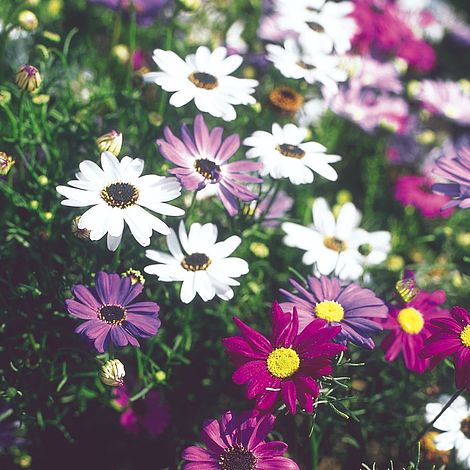 Swan River Daisy Seeds - Bravo Mix