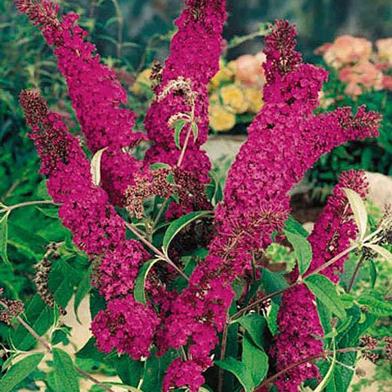 Buddleja davidii 'Royal Red'