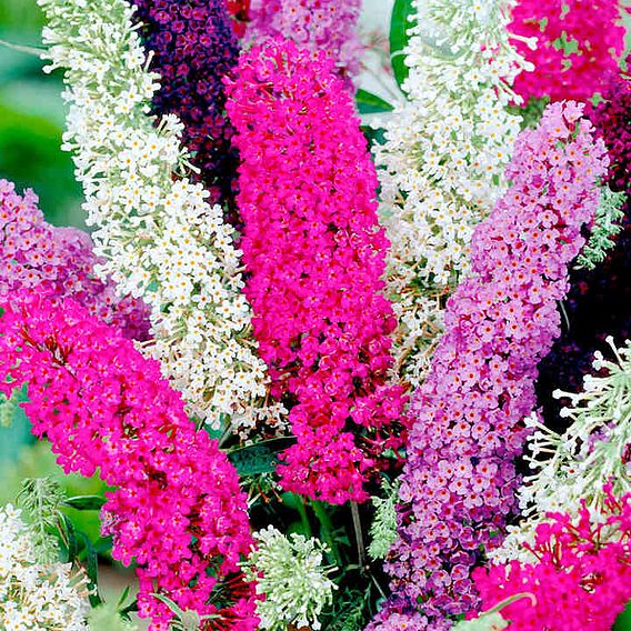 Buddleia Flower Seeds - Butterfly Magnet Mix