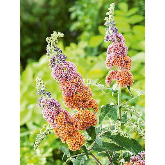 Buddleja 'Flower Power'