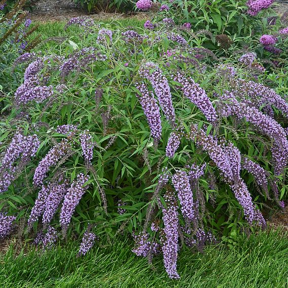 Buddleja davidii 'Wisteria Lane'