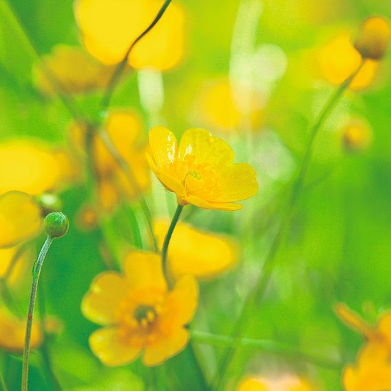 Predators 'Flower Mix' - Seeds