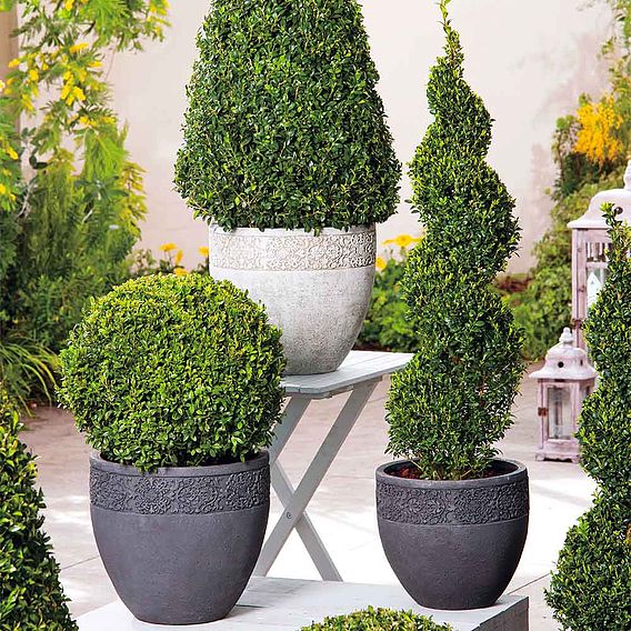 Buxus 'Pyramid'