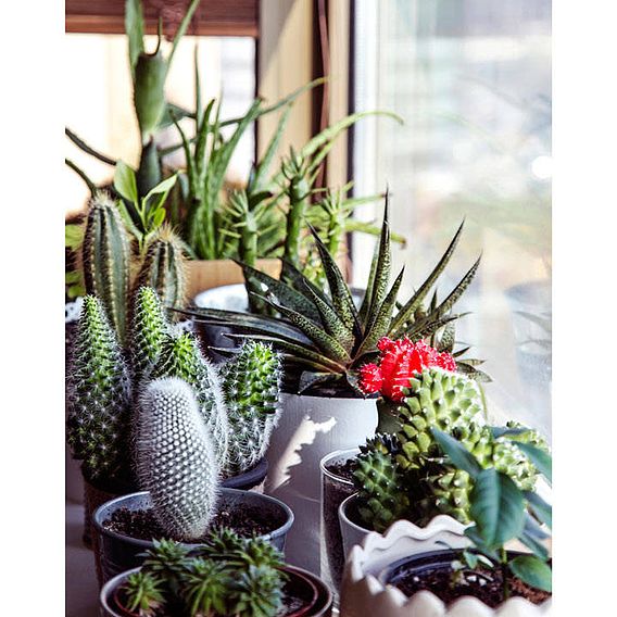 Houseplant Seeds - Urban Cactus Collection