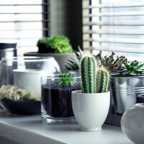 Urban Cactus Collection - Houseplant Seeds