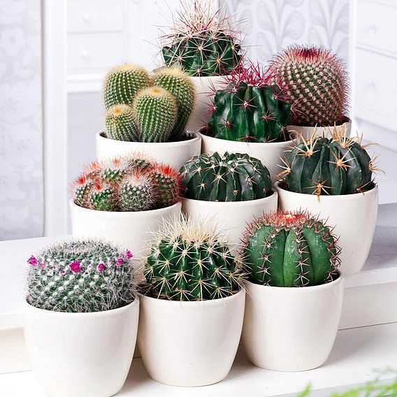 Urban Cactus Collection - Houseplant Seeds
