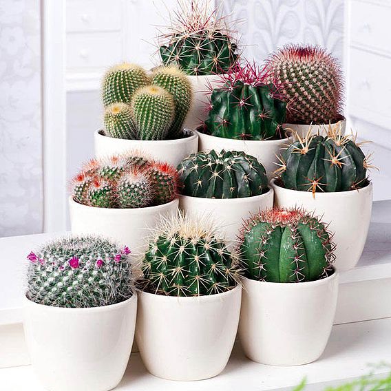 Houseplant Seeds - Urban Cactus Collection