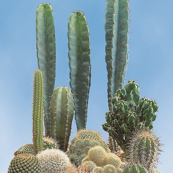 Cactus 'Prickly Characters' - Seeds