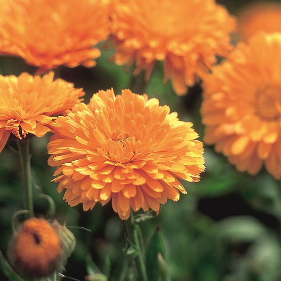 Calendula Seeds - Orange King