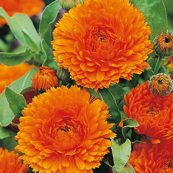 Calendula 'Orange King' - Seeds