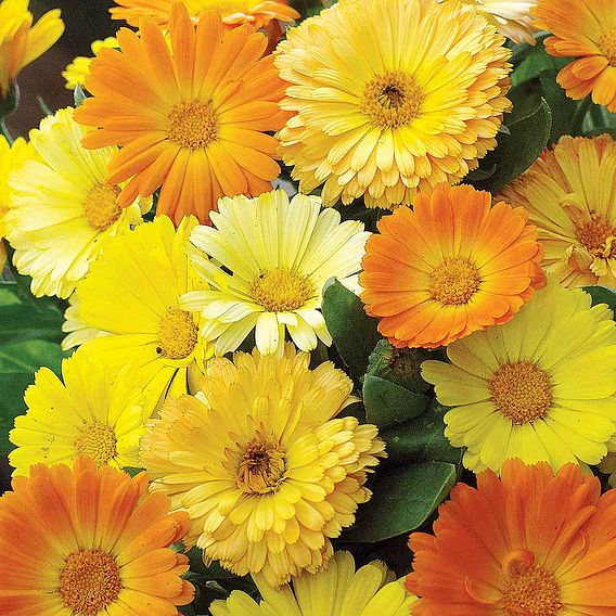 Calendula Seeds - Bug Magnet (Daisy Mix)