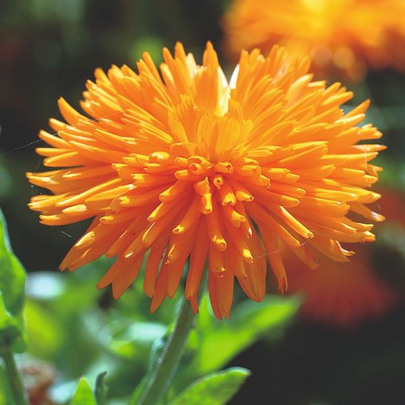 Calendula 'Porcupine' - Seeds